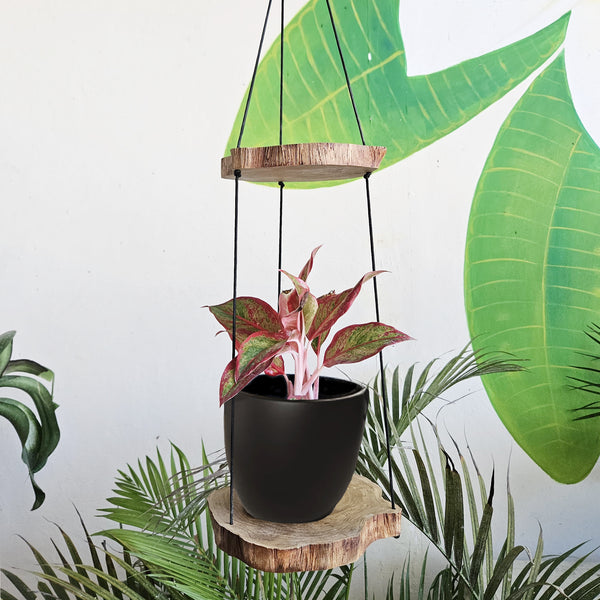 Hanging Natural Rustic Gamal Wood Shelves - Two Levels -