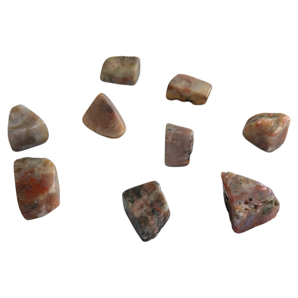 Polished Coprolite (dinosaur poo) Tumblestones