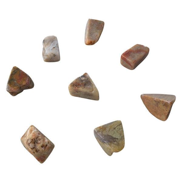 Fossilised Dinosaur Poo Polished Stones scattered on a white background