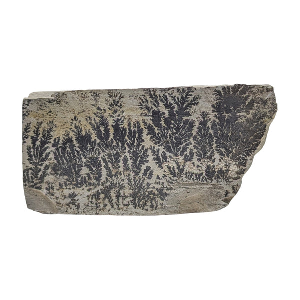 Dendritic Psilomelane specimen featuring fractal-like patterns that resemble trees