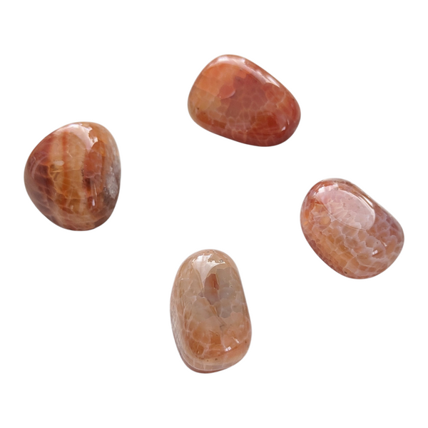 Fire Carnelian polished stones showing bright to pale orange tones. 