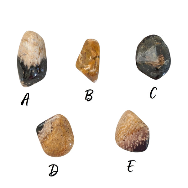 Polished tumblestones of fossil palm wood measuring between 30-45mm