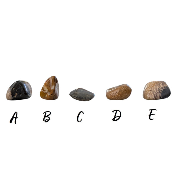 fossil palm wood tumblestones displaying a variety of colours from brown, black to cream 