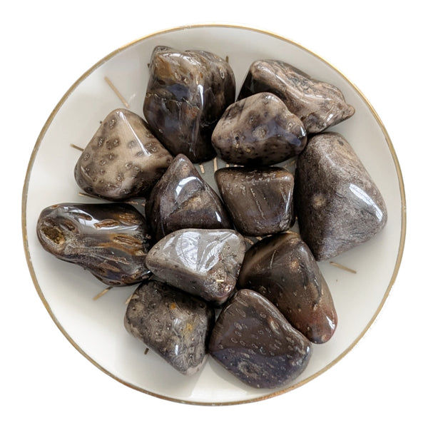 Fossil Palm Wood Tumblestones 15-25mm