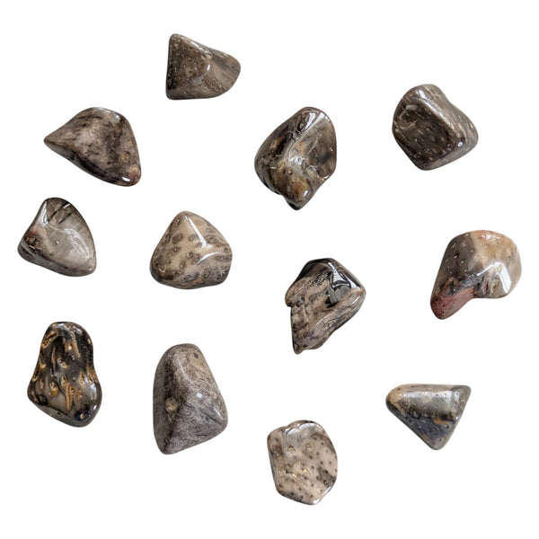 Fossilized Palm Wood Polished Tumbled Stones