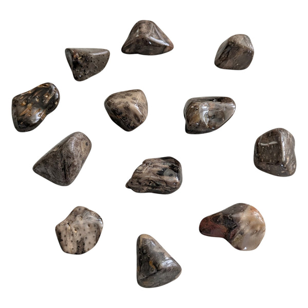 Palmoxylon Pocket Stones