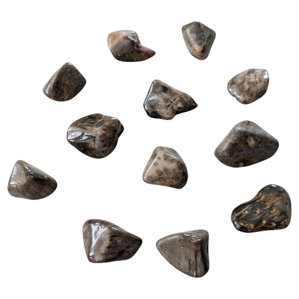 Fossil Palm Wood Tumbled Worry Stones