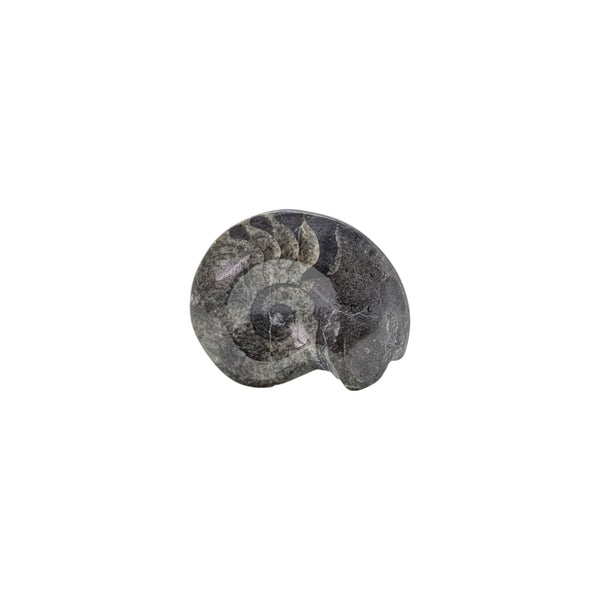 Free standing Goniatite specimen from Morocco, measuring 5cms x 4cms x 1cm and weighing 36g. 