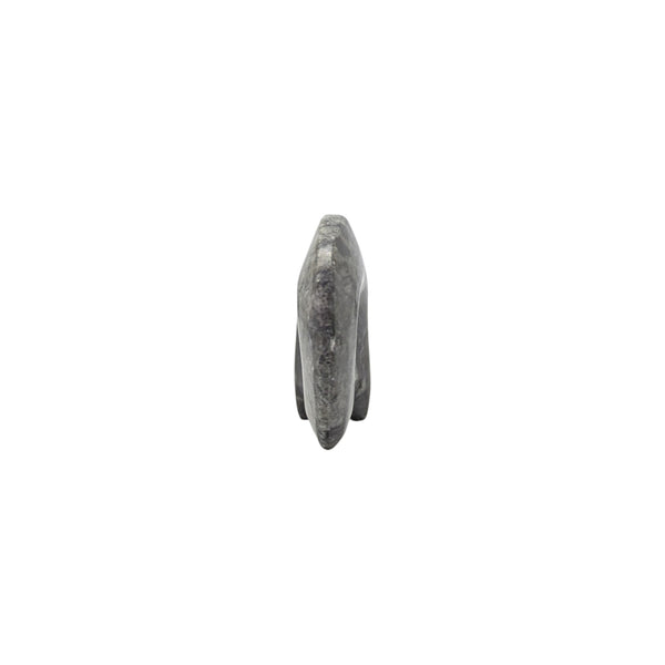 Free standing Goniatite specimen from the devonian period. 