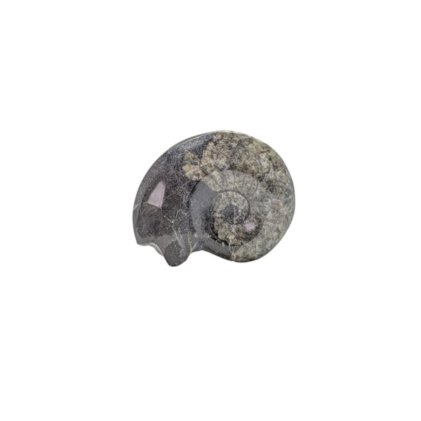 Goniatite specimen displaying wavy, cream-coloured lines curling out from the centre