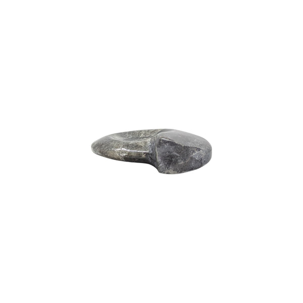 polished free standing goniatite fossil specimen from Morocco.