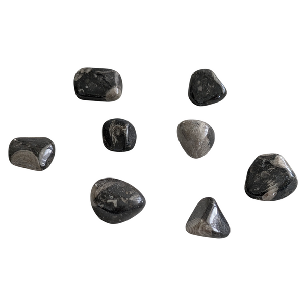 Frosterley Marble polished gemstones showing fossil inclusions