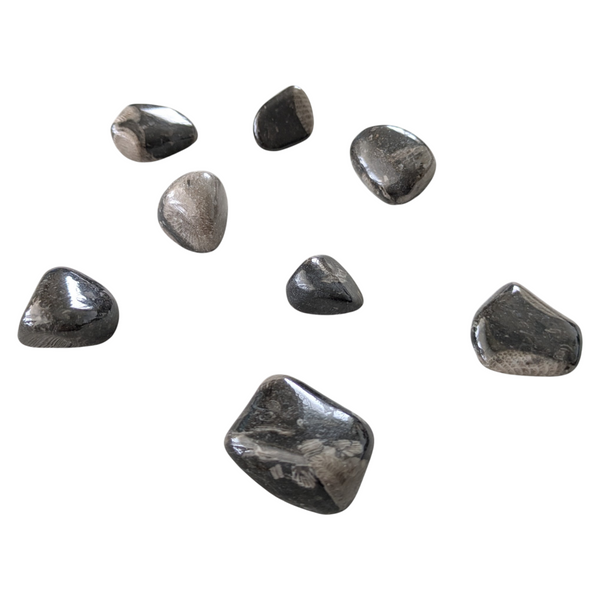 Polished and tumbled Frosterley Marble Tumbled Stones measuring 15-35mm.