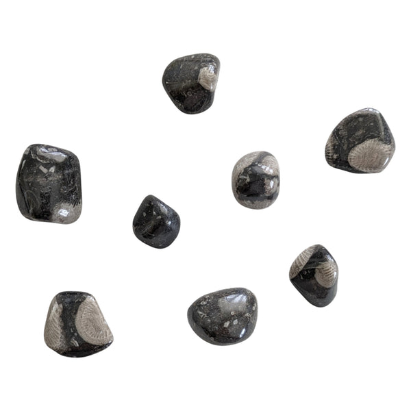 Polished and tumbled Frosterley Marble Tumbled Stones measuring 15-35mm.