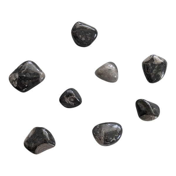 Frosterley Marble Fossil Stones