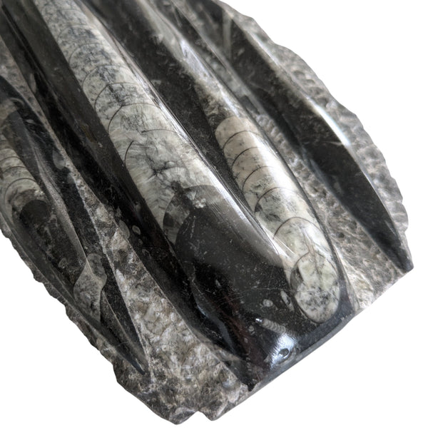 Large Orthoceras Death Plate Slab 