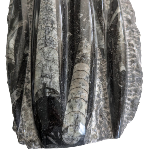 Orthoceras Fossil Specimen featuring approximately 6 orthocones