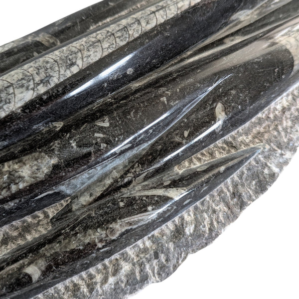 Orthoceras fossil specimen