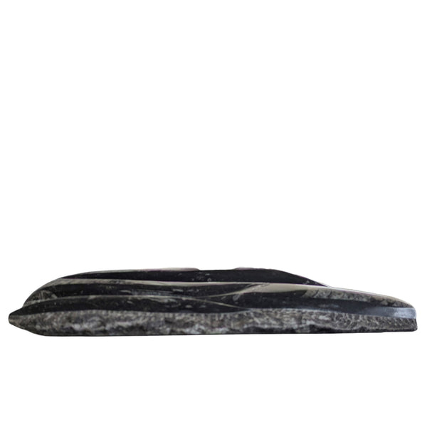 Large Orthoceras Deathplate Slab - Morocco