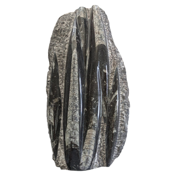 Polished Orthoceras specimen, dark limestone base with calcite crystal. 