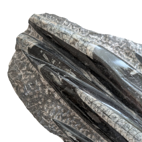 dark limestone base with white calcite crystals featuring orthoceras fossil specimens
