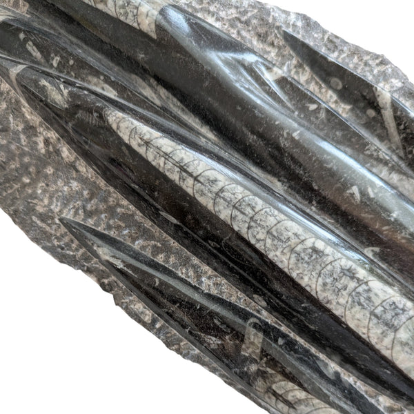 dark limestone base with white calcite crystals featuring orthoceras fossil specimens