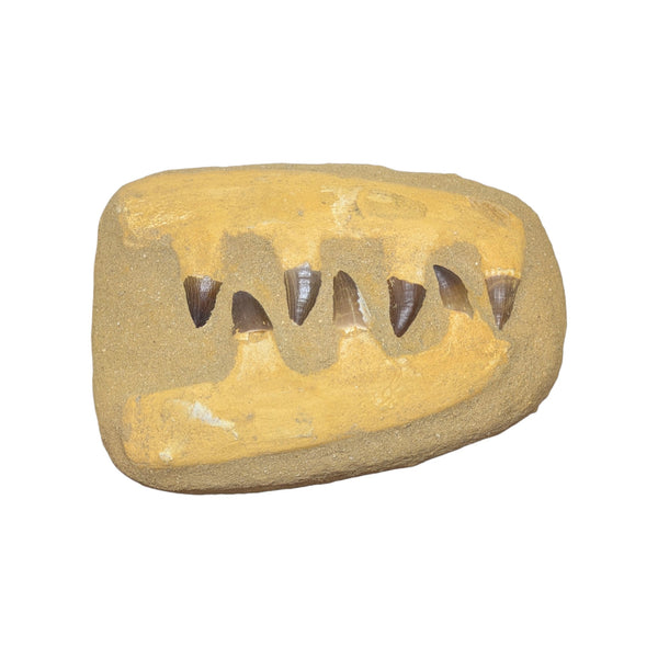 Mosasaur, Premium Composite Double Jaw Display Fossil with Seven Teeth/Bone Material Pieces (Morocco)