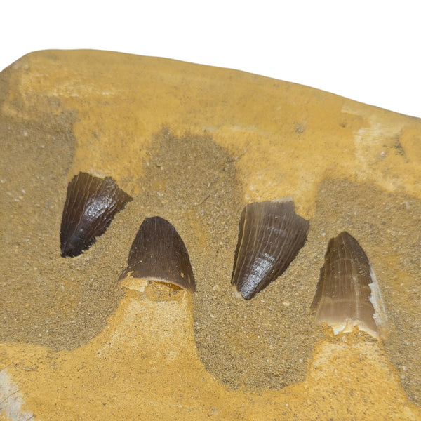 Mosasaur, Premium Composite Double Jaw Display Fossil with Seven Teeth/Bone Material Pieces (Morocco)