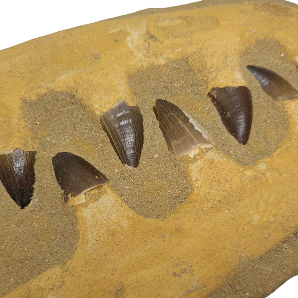 Mosasaur, Premium Composite Double Jaw Display Fossil with Seven Teeth/Bone Material Pieces (Morocco)