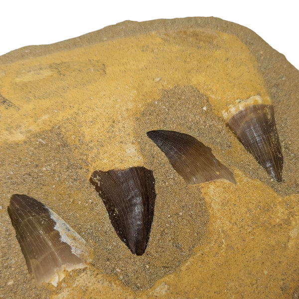 Mosasaur, Premium Composite Double Jaw Display Fossil with Seven Teeth/Bone Material Pieces (Morocco)
