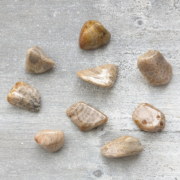 Fossilised Coral Tumblestone