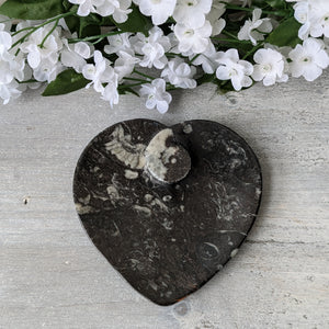 Small Orthoceras Heart Dish