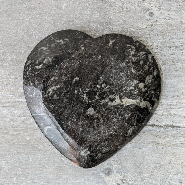 Small Orthoceras Heart Dish