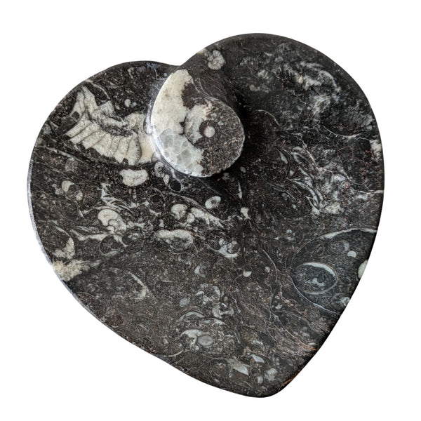 Orthoceras Heart Shaped Dish
