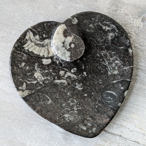 Small Orthoceras Heart Dish