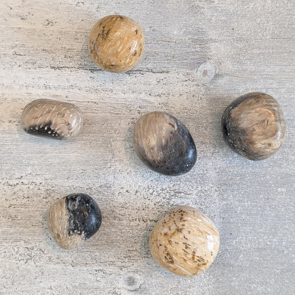 Fossil Palm Wood Tumblestone