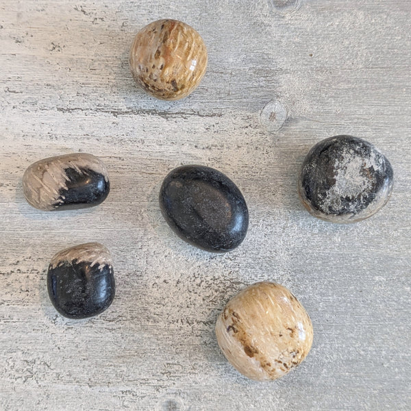 Fossil Palm Wood Tumblestone