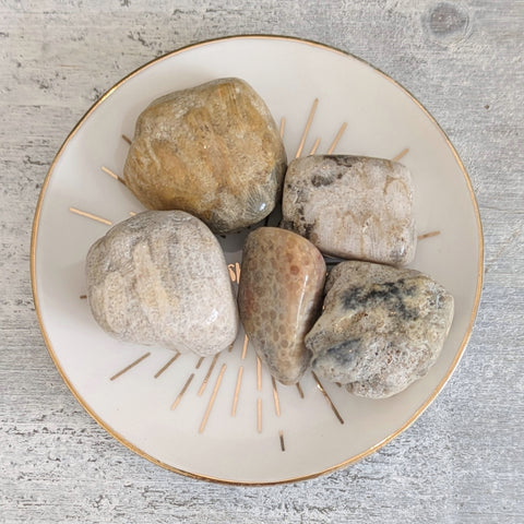 Fossilised Coral Tumblestone