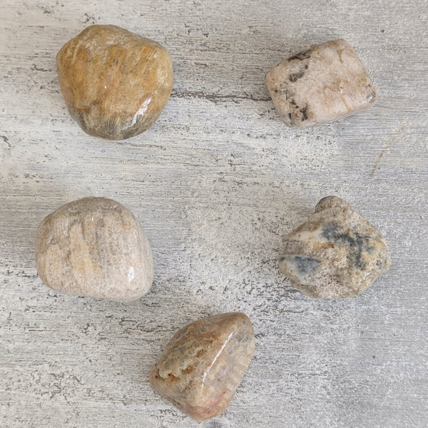 Fossilised Coral Tumblestone