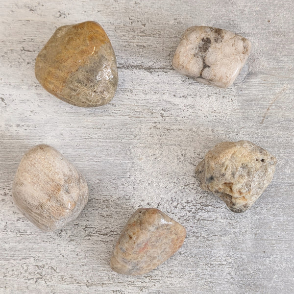 Fossilised Coral Tumblestone
