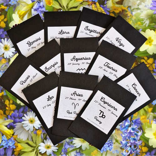 Libra Seed Gift - Orange Cosmos
