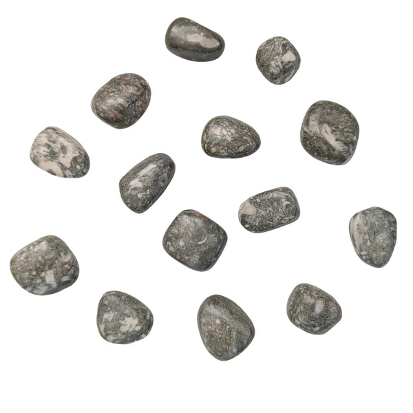 Crinoid Fossil Tumblestone - Fossilized Rocks - Chakra Stones - Rocks & Minerals