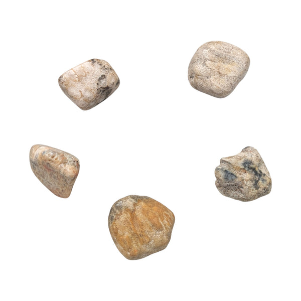 Fossilised Coral Tumblestone - Coral/Agate - Root Chakra - Stone for Change