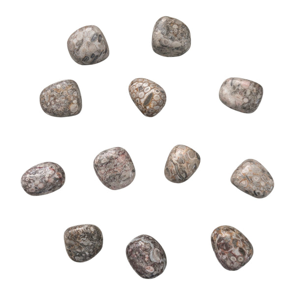 Fossil Wheat Tumblestone - Tranquillity & Calm - Communication Stone - Throat & Root Chakra