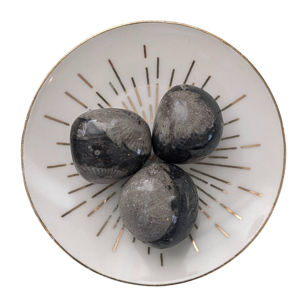 Frosterley Marble Tumblestone - Black Limestone/Coral Fossil Inclusions - The Vatican Stone