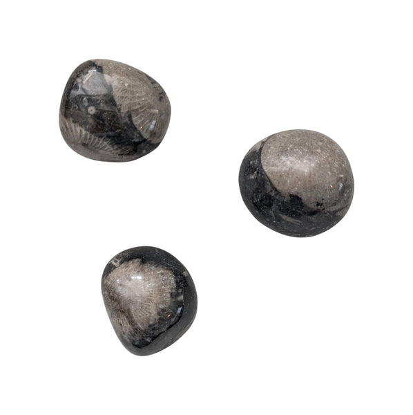 Frosterley Marble Tumblestone - Black Limestone/Coral Fossil Inclusions - The Vatican Stone
