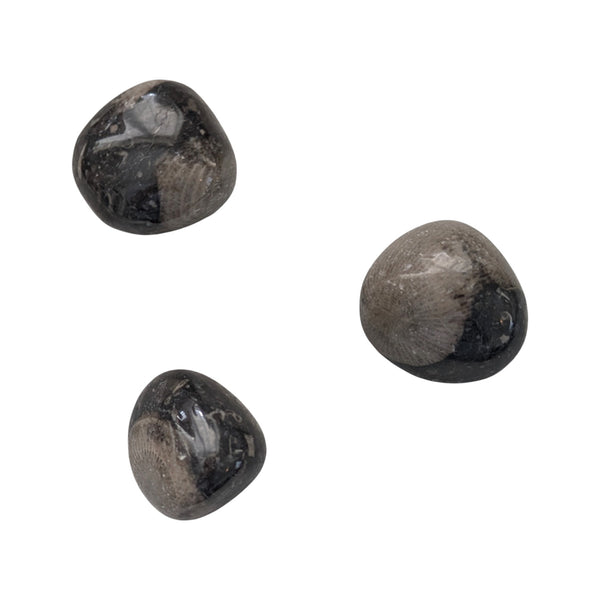 Frosterley Marble Tumblestone - Black Limestone/Coral Fossil Inclusions - The Vatican Stone