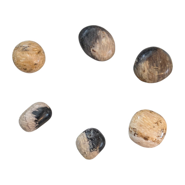 Fossil Palm Wood Tumblestone - Palmoxylon - Root Chakra - Stone for Virgo - Protection Stone