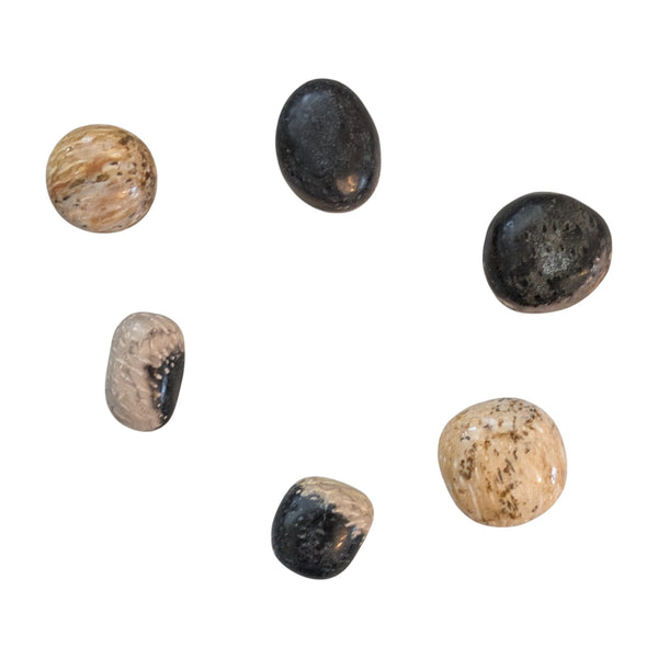 Fossil Palm Wood Tumblestone - Palmoxylon - Root Chakra - Stone for Virgo - Protection Stone
