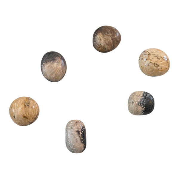 Fossil Palm Wood Tumblestone - Palmoxylon - Root Chakra - Stone for Virgo - Protection Stone